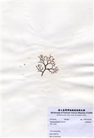 藏品(叉開網地藻)的圖片